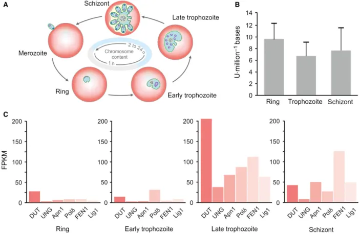 Fig. 4. Uracil-DNA and repair enzymes expression levels in intraerythrocytic Plasmodium falciparum stages