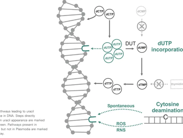 Fig. 5. Pathways leading to uracil appearance in DNA. Steps directly resulting in uracil appearance are marked by dark green