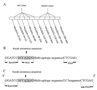 Figure 1. Structure of designed multi-epitope DNA sequence. (A) Schematic representation of MHC class I and II epitopes of antigens, joined by appropriate linkers, indicating the position of epitopes.