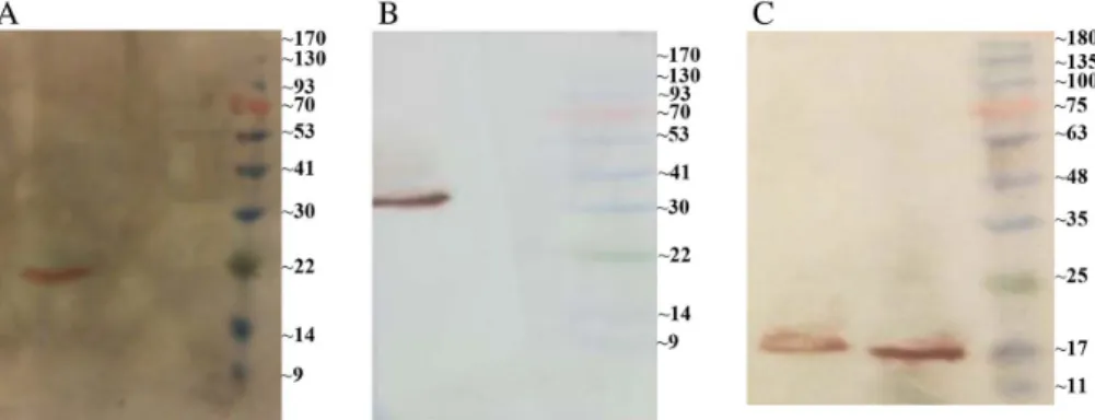 Figure 2. Western blot analysis. (A) Western blot of multi-epitope pcDNA3.1/ myc-HisC (lane 2), empty pcDNA3.1/ myc-HisC plasmid (lane 1) in HeLa cells, and prestained protein ladder 10 – 170 kDa (lane M)