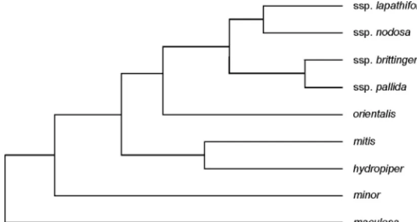 Fig. 5. UPGMA dendrogram of ISSR data