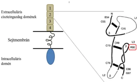 3. ábra A tumornekrózisfaktorreceptor-család tagjának, az 1A-proteinnek a szerkezete  és a R92Q mutáció elhelyezkedése