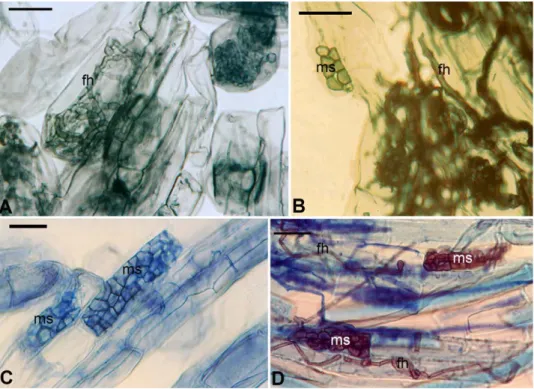 Fig. 2. Dark septate endophyte (DSE) fungal association in angiosperms of Velliangiri Hills