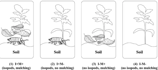 Figure 1. Pot experiment with four different treatments: studying the effect of the addition of mulch and isopods,  using a tomato landrace variety as test plant