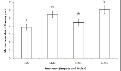 Figure 4. The  maximum  number  of  tomato  flowers  in  a  pot  experiment  studying  the  effect  of  Porcellionides  pruinosus and mulch [I=Isopod, M=Mulch; the same letters above bars indicate the lack of significant (p&lt;0.05)  difference; error bar: