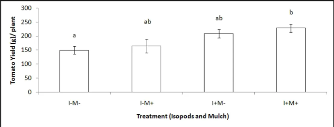Figure 5. Tomato yield according to the presence or lack of a woodlice species,  Porcellionides pruinosus and  mulch in a tomato pot experiment [I=Isopod, M=Mulch; the same letters above bars indicate the lack of significant  (p&lt;0.05) difference; error 