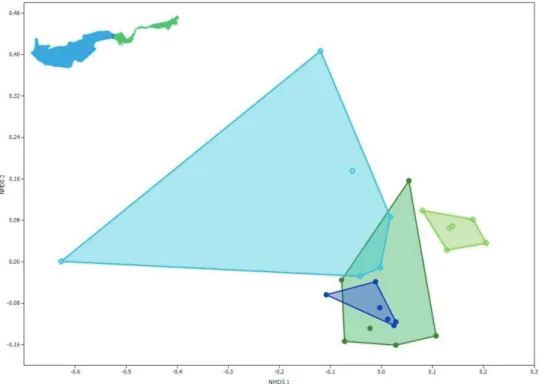 8. ábra A két medence partközeli, növényes és nyíltvízi, növényzetmentes élőhelyeinek  szórásdiagramja a fajonkénti egyedszámokon alapuló többváltozós nem metrikus skálázás  (NMDS, Bray-Curtis index, stress=0,125) alapján (kék: nyugati medence, zöld: kelet