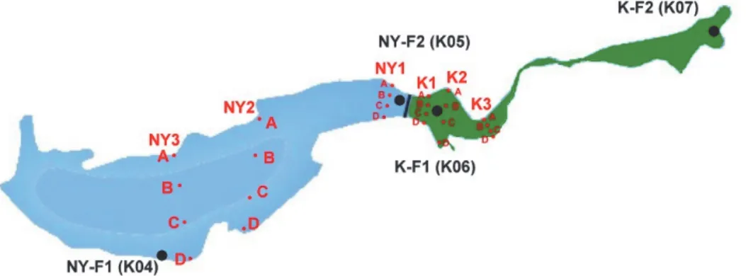 1. ábra A kardoskúti Fehér-tó sematikus alaprajza a mintavételi pontokkal. Kék: nyugati medence,  zöld: keleti medence, piros: mennyiségi mintavételek transzekjei, fekete: további faunisztikai  mintavételi pontok (C SABAI  2015)