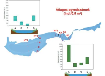 3. ábra A kardoskúti Fehér-tó medencéiben tapasztalt egyedszámok a transzektek tagjainak  bontásában (A: északi part, B: nyílt víz 1, C: nyílt víz 2, D: déli part)