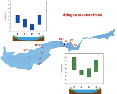 Figure 4. Number of individuals by samples in the basins of Fehér-tó (A: northern shore, B: open  water area 1, C: open water area 2, D: southern shore) 