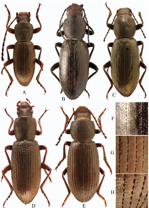 Fig. 5. Species of the genus Catomus, subgenus Sinocatomus. A = C. solitarius, male, Gansu  (Wenxian), B = C