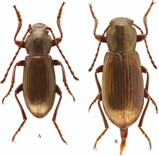 Fig. 6. Stenohelops chinensis sp.n., habitus: A = male, holotype, B = female, paratype