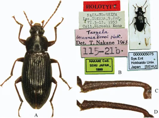 Fig. 9. Nalassus brunneus konoi, holotype, female: A = habitus, B = labels, C = protibia, D =  mesotibia
