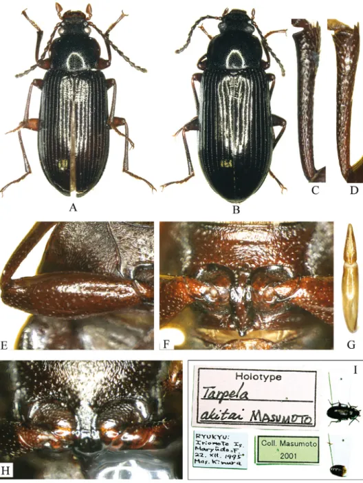 Fig. 10. Nalassus (s. str.) akitai, holotype and paratype: A = male, holotype, habitus, B = fe- fe-male paratype, habitus, C = fe-male protibia, D = fe-male mesotibia, E = fe-male profemur, F = fe-male  prothorax, ventral view, G = aedeagus, dorsal view, H