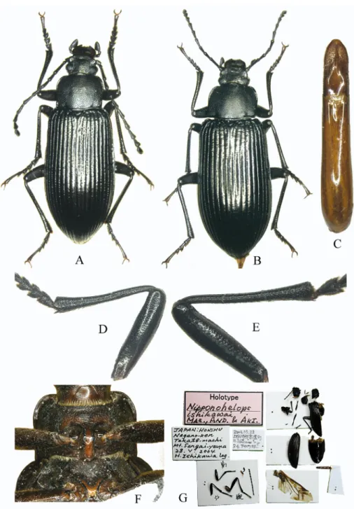 Fig. 1. Nipponohelops ishikawai: A = male, habitus, B = female, habitus, C = aedeagus, dorsal  view, D = fore leg of male, E = middle leg of male, F = prothorax, ventral view, G = holotype 