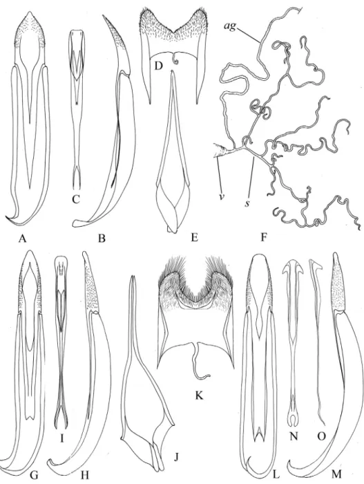 Fig. 4. Asiatic species of the subtrube Helopina (Tenebrionidae: Helopini), details of struc- struc-ture