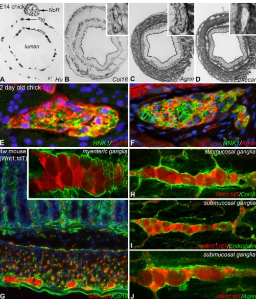 Fig. 1. HSPG proteins are expressed in developing and mature avian and mouse hindgut. Transverse sections of E14 chick colon stained for Hu (A), Col18 (B), agrin (C), and perlecan (D)