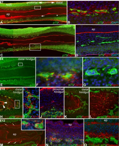 Fig. 2. Col18, but not agrin, surrounds ENCDCs at the migratory wavefront during ENS development