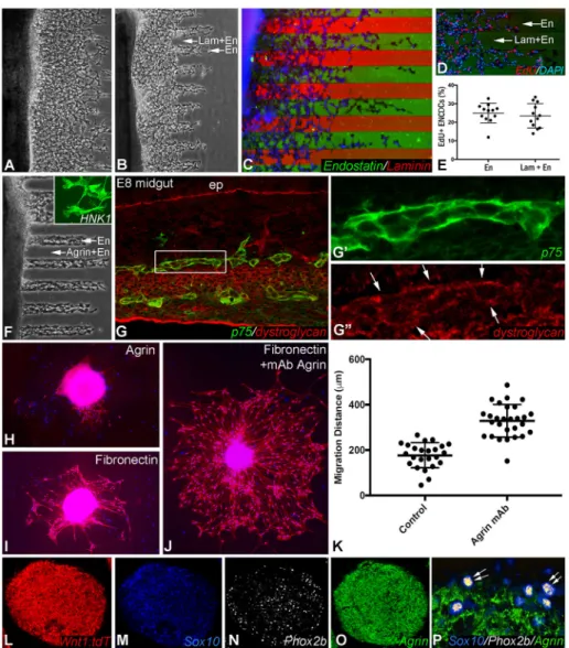 Fig. 7. Agrin is inhibitory to ENCDC migration.