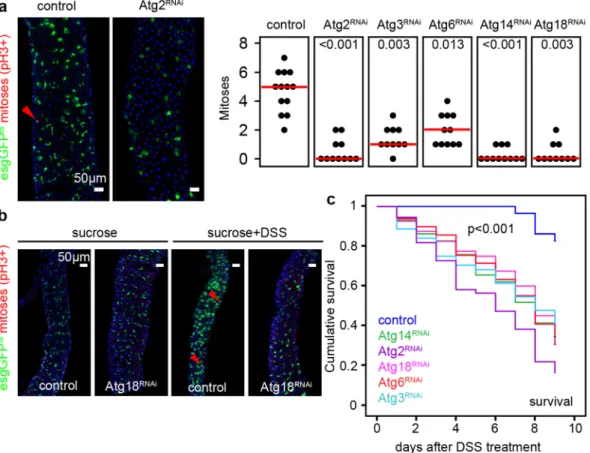 Figure 2.  Stem cell proliferation is supported by autophagy. (a,b) Esg-specific expression of Atg2/3/6/14/18 RNAi inhibit stem cell mitotic activity both at the basal level (a), and during DSS-induced regeneration (b), 