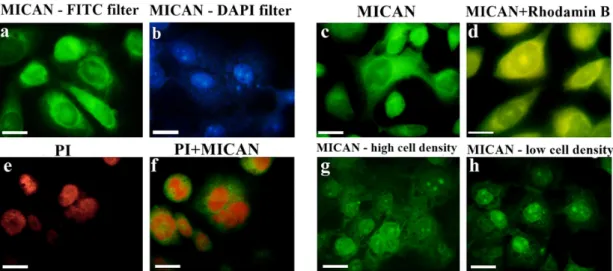 Fig. 3. Stain ing and co-stain ing of Ha CaT cells with MI CAN un der dif fer ent con di tions