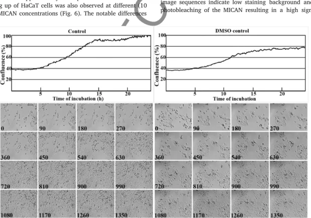 Fig. 4. Mon i tor ing Ha CaT cell growth in the ab sence and pres ence of DMSO by time-lapse mi croscopy