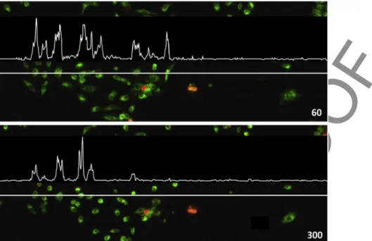 Fig. 8. Lin ear plot pro  le of  u o res cent im ages ac quired at 60 and 300 min. White lines in di cate pix els with green chan nel in ten sity mea sured and rep re sented at the graphs above. (For in ter pre ta tion of the ref er ences to color in this 