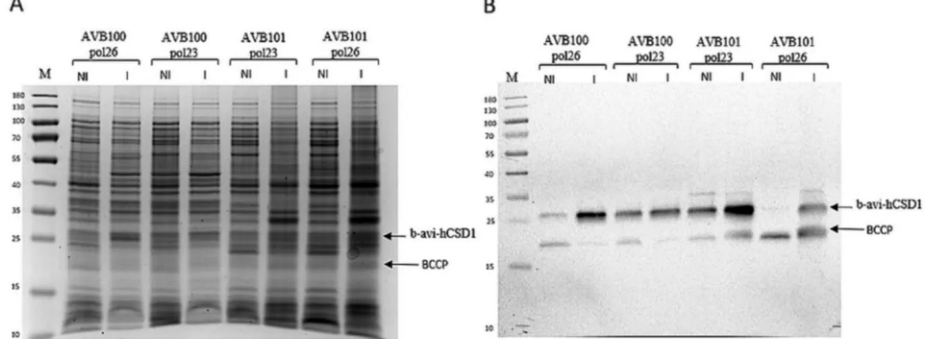 Fig. 2. SDS-PAGE analysis with Coomassie staining of (A) the anion exchange chromatography and (B) the gelﬁltration elution fractions of b-avi-hCSD1, which are corresponding to (C) the gelﬁltration elution proﬁle
