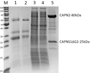 Fig. 7. Aﬃnity puriﬁcation with streptavidin-loaded resin of the C105A mutant of human m-calpain using b-avi-hCSD1-containing lysate after heat treatment