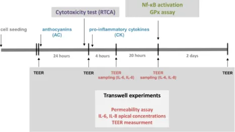 Figure 1. Experimental design of the present study. The investigation began with a cytotoxicity assay of the pure sour cherry anthocyanin extract (AC) with a real-time cell analyser (RTCA)