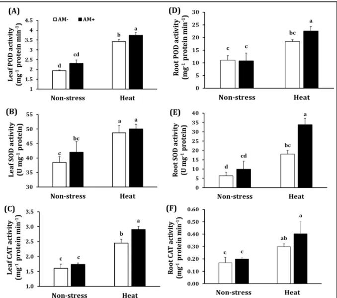 Figure 2. Peroxidase (POD) (A), superoxide dismutase (SOD) (B), catalase (CAT) (C) activity in leaves and  POD (D), SOD (E) and CAT (F) in roots of non-AM plants and plants colonized by Septoglomus constrictum  exposed to non-stress, heat-shock conditions