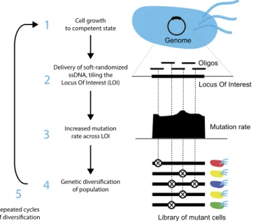 Fig. 1. Overview of DIvERGE mutagenesis. Randomized DNA oligo synthesis precisely controls the rate of mutations in partially overlapping oligos
