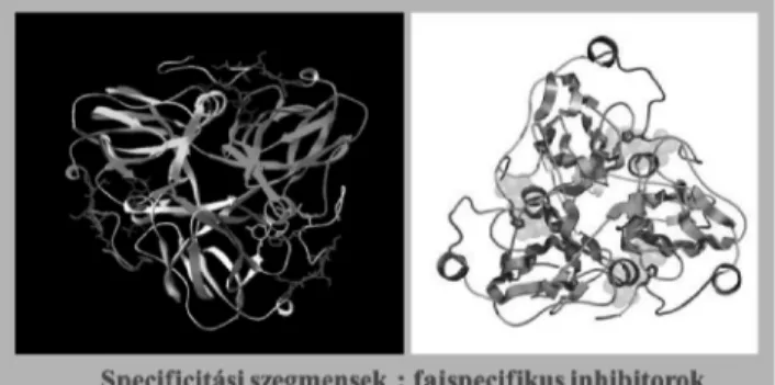 3. ábra. Mycobacterium tuberculosis dUTPáz szerkezete a mikobaktérium-specifikus szegmensek feltüntetésével.