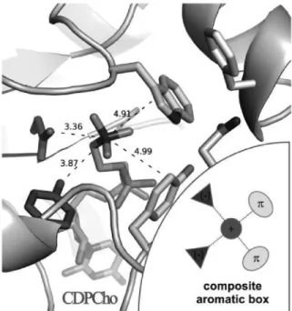 4. ábra. A CDP-kolin ligandum koordinálása a CCT enzim aktív centrumában – közelkép az aktív centrumról