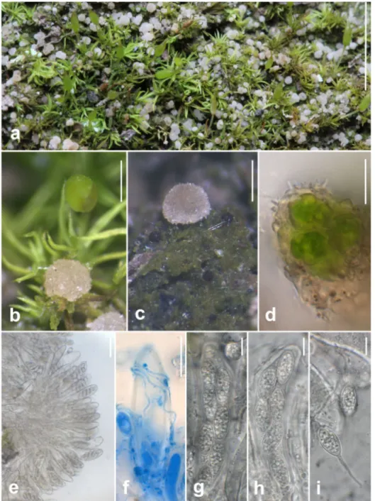 Fig. 1.  Vezdaea retigera. – a = Greenish granular thallus and whitish hemispherical apothecia on  and among shoots of Weissia controversa