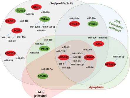 1. ábra Az agyalapi mirigy daganataiban a miRNS-ek által szabályozott gének szerepe különböző jelátviteli útvonalakban, sejtfunkciókban