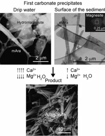 Fig. 6. Proposed mechanism for metastable aragonite formation from drip  water containing a Mg 2+ /Ca 2+  ratio &gt; 1.5