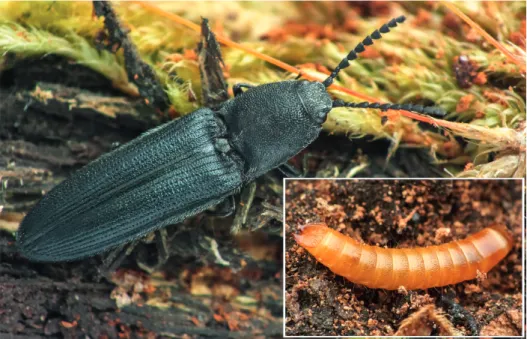 2. ábra. Kék pattanó (Limoniscus violaceus) és lárvája (fotó: Németh T.) Fig. 2. Violet click beetle and its larva (Limoniscus violaceus) (photo: T