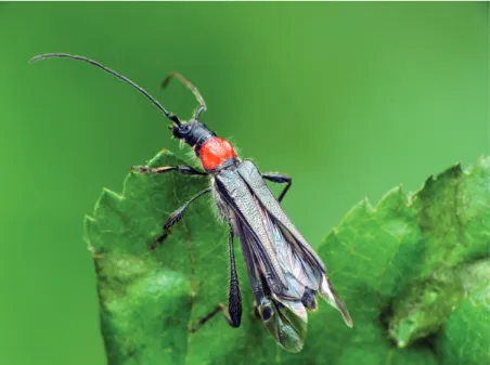 3. ábra. Frakkos cincér (Callimoxys gracilis) (fotó: Németh T.) Fig. 3. Longhorn beetle (Callimoxys gracilis) (photo: T