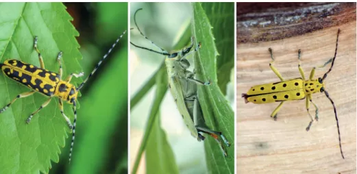 6. ábra. Létracincér (Saperda scalaris), nyolcpontos cincér (Saperda octopunctata) és díszes nyárfa- nyárfa-cincér (Saperda perforata) (fotó: Németh T.)