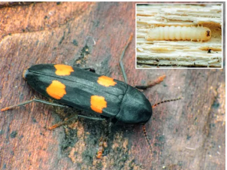 7. ábra. Déli komorka (Dircaea australis) és lárvája (fotó: Németh T.) Fig. 7. The darkling Dircaea australis and its larva (photo: T
