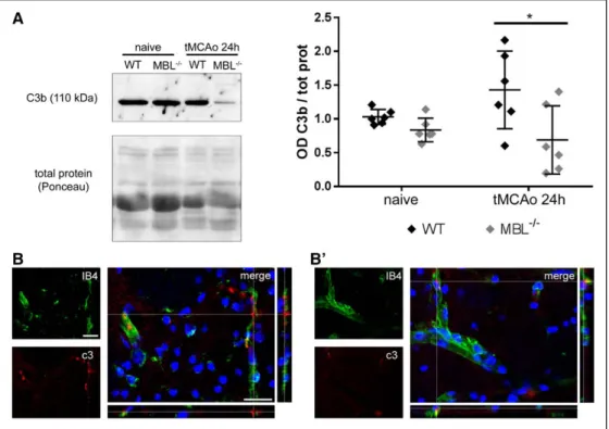 Figure 2. MBL (mannose-binding lectin) deficiency attenuates complement activation. Western blot analysis of C3b fragments in plasma of wild-type (WT)  and MBL −/−  naive or ischemic mice 24 h after transient middle cerebral artery occlusion (tMCAo) showed