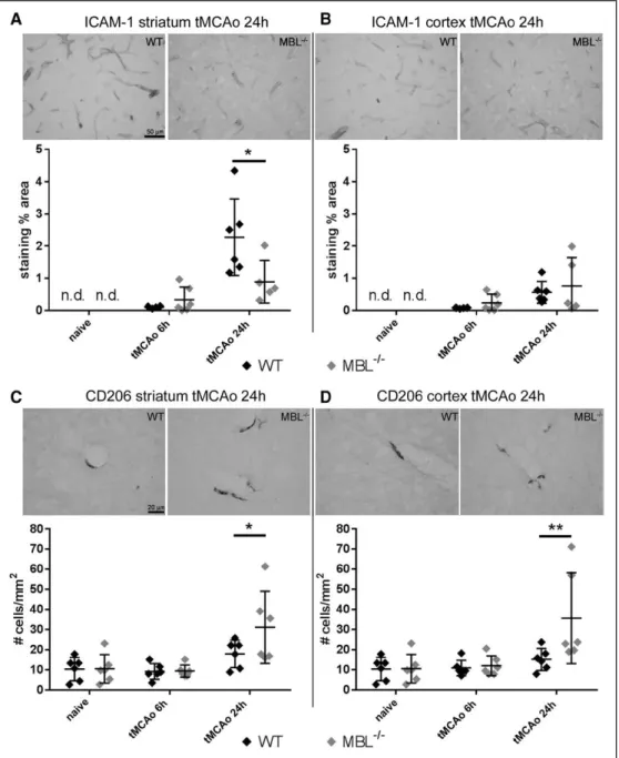 Figure 3. MBL (mannose-binding lectin) deficiency reduces ICAM-1 (intracellular adhesion molecule-1) and raises CD206 expression in ischemic brain  areas