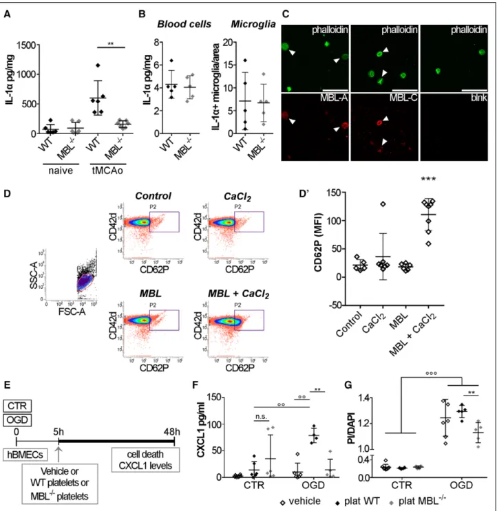 Figure 5. MBL (mannose-binding lectin) deficiency selectively lowers IL-1α (interleukin-1α) expression in platelets which induce less CXCL1 (chemokine  [C-X-C motif] ligand 1) release and less cell death in vitro when exposed to human brain microvascular e