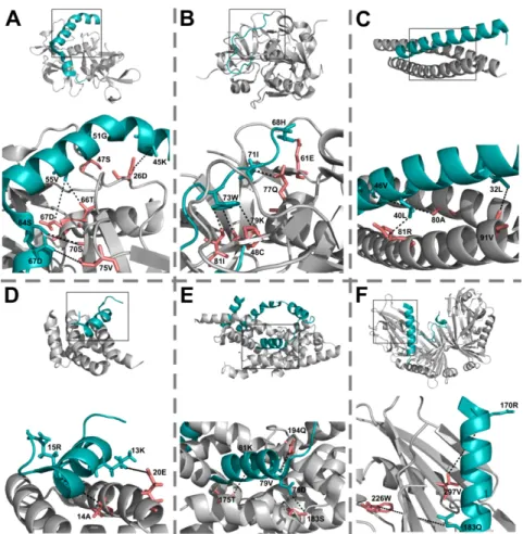 Figure 1. High-scoring interprotein ECs indicating IDP-partner co-evolution. The six protein complexes  with multiple high-scoring interprotein ECs predicted by Gremlin are introduced: (A) PDB complex  3HPW; (B) 5CQX; (C) 3M91; (D) 2A7U; (E) 1SC5; (F) 3M4W