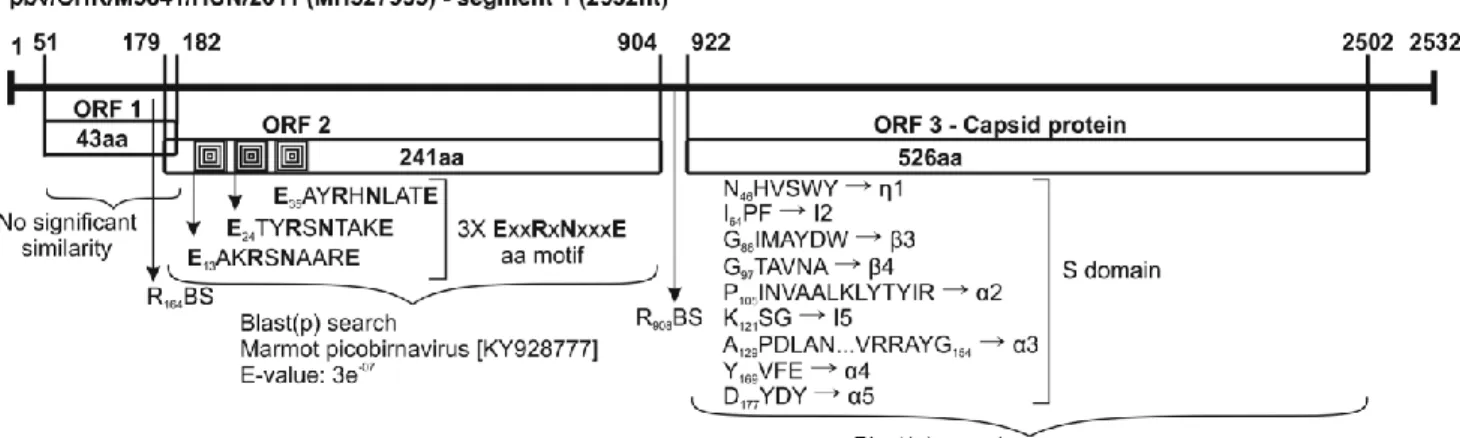 Fig. 1 Genome organization of the novel chicken picobirnavirus strain pbv/CHK/M3841/HUN/2011 from a chicken cloacal  sample