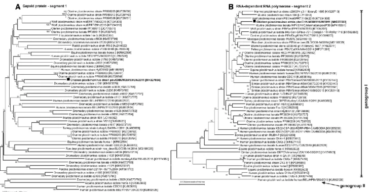 Fig.  2  Phylogenetic  reconstruction  of  the  A)  viral  capsid  (segment  1)  and  B)  RNA-dependent  RNA  polymerase  (segment  2)  proteins  of  the  novel  chicken  picobirnavirus  strain PBV/CHK/M3841/HUN/2011  (bold)  and  representative  picobirna