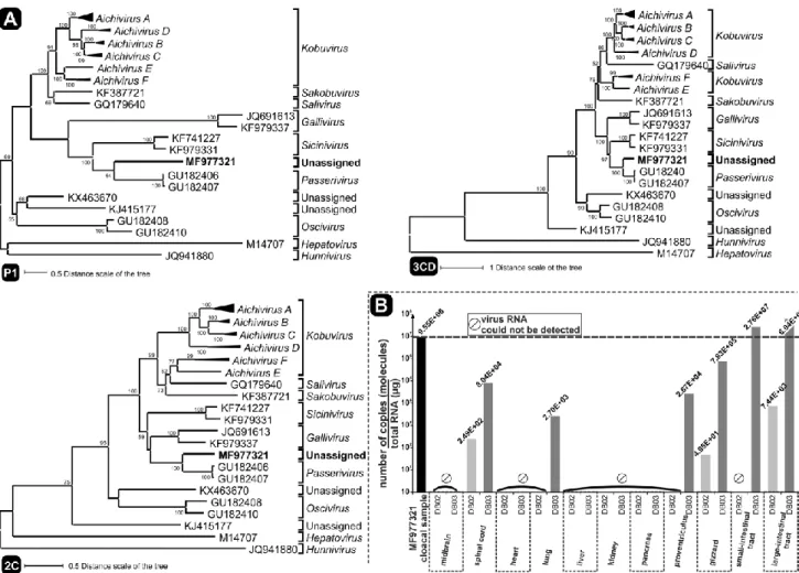 Fig.  3  A)  Phylogenetic  analysis  of  finch  picornavirus  strain  waxbill/  DB01/HUN/2014  (MF977321  in  bold)  and  representative picorna- viruses, based on the complete P1cap, 2Chel and 3Cpro/3Dpol nucleotide sequences