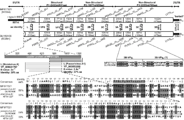 Fig. 1 Comparison of the genome organization of finch picornavirus strain waxbill/DB01/HUN/2014 (MF977321) with that  of  its  closest  relative,  passerivirus  A1  strain  thrush/Hong  Kong/00356/2007  (GU182406,  NC_014411),  a  member  of  the  genus Pa