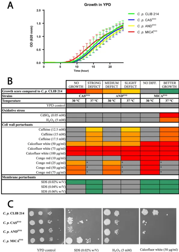 FIG 1 Growth of echinocandin-evolved strains in the presence of abiotic stressors. (A) Growth kinetics of parental C.